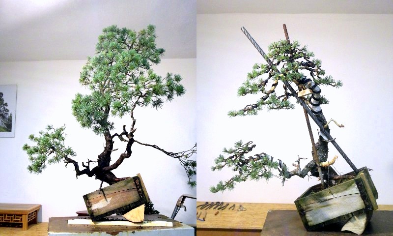 cba bonsai triennale 2013-ban alakitott bonsai